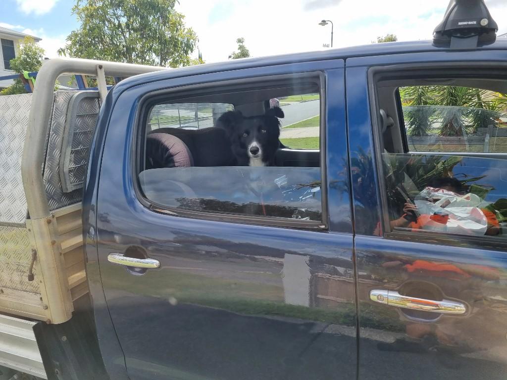 Dog Door Guy border collie looking out of a ute window
